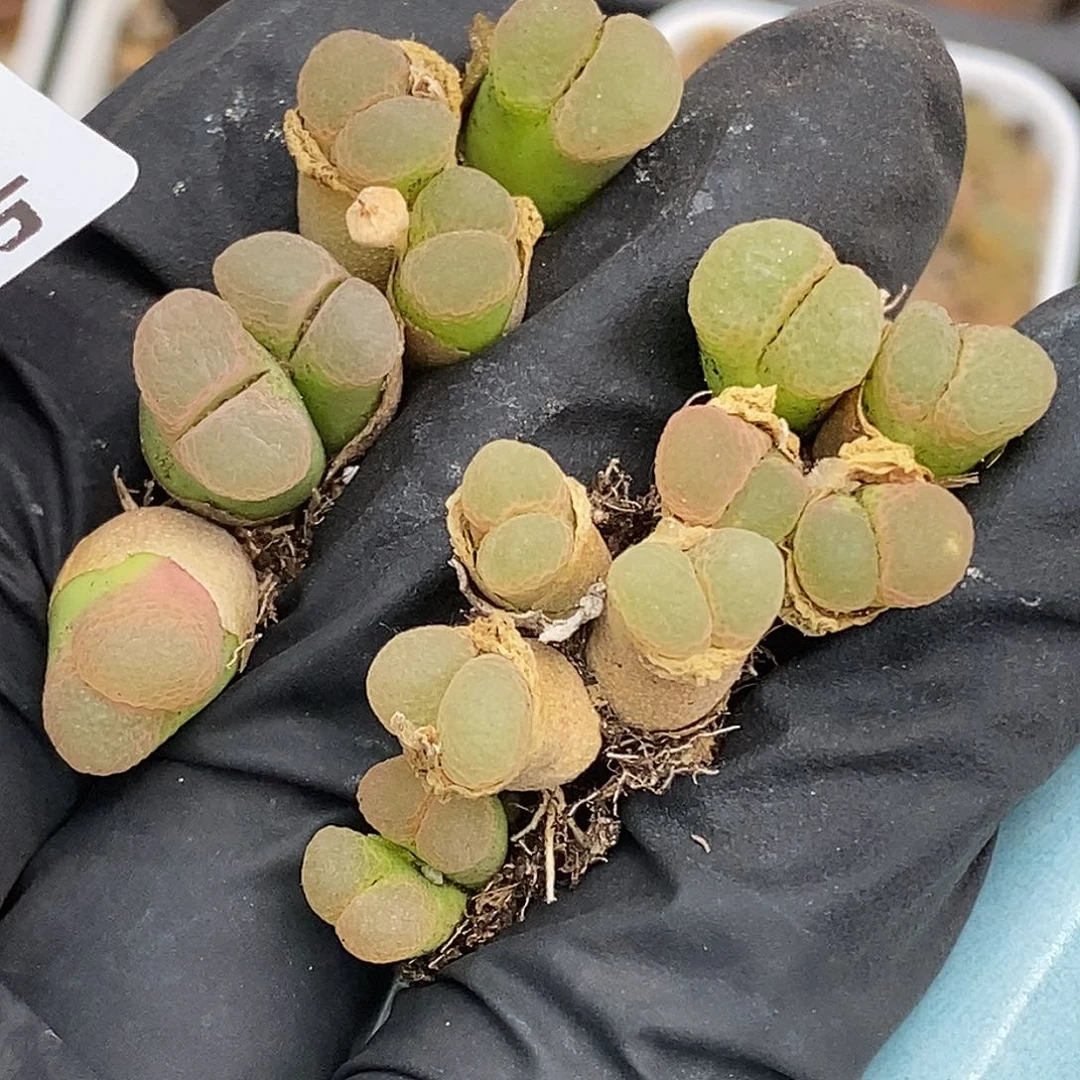 给****掌桃喜花园0613-28粉樱8颗