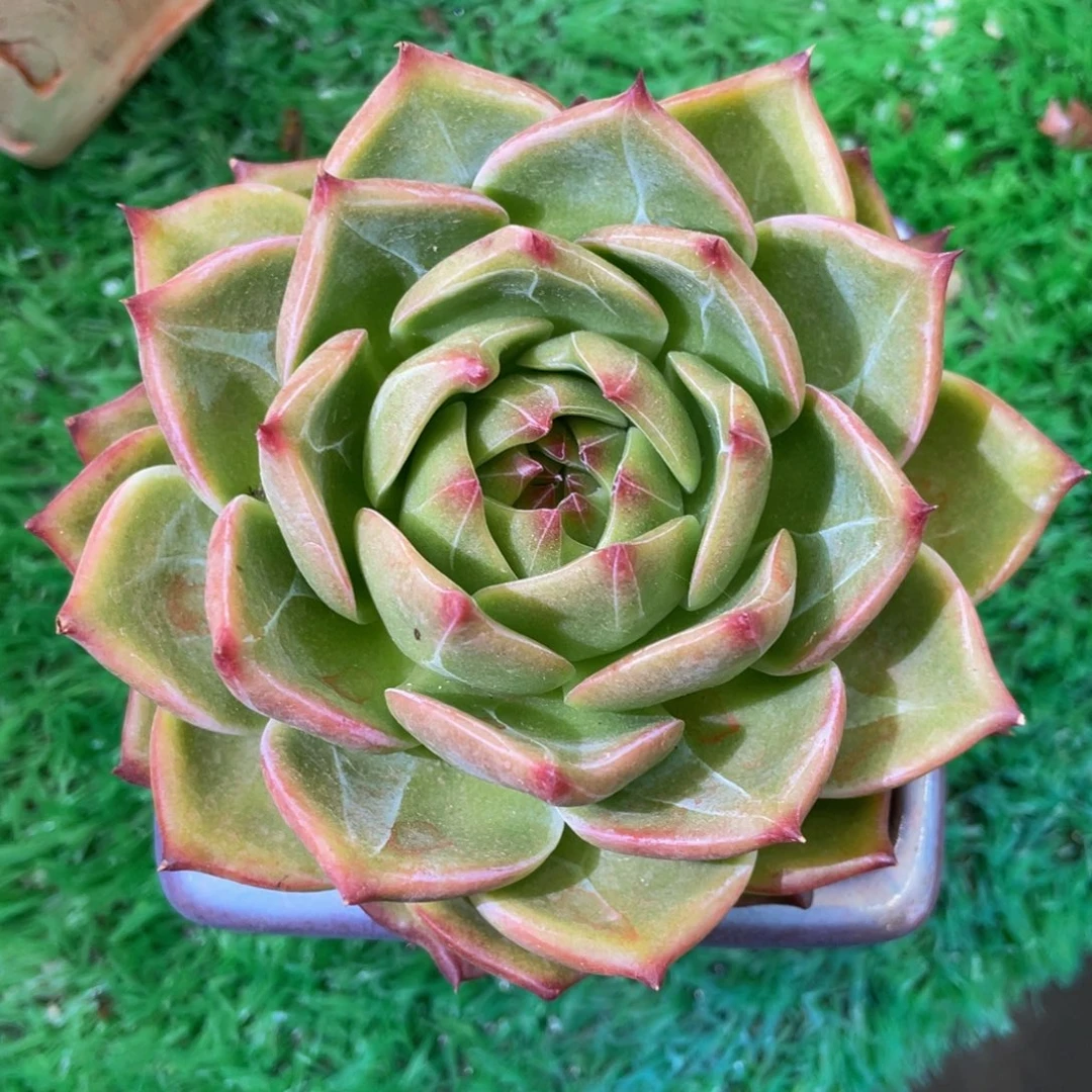 篝火多肉植物盆栽多肉