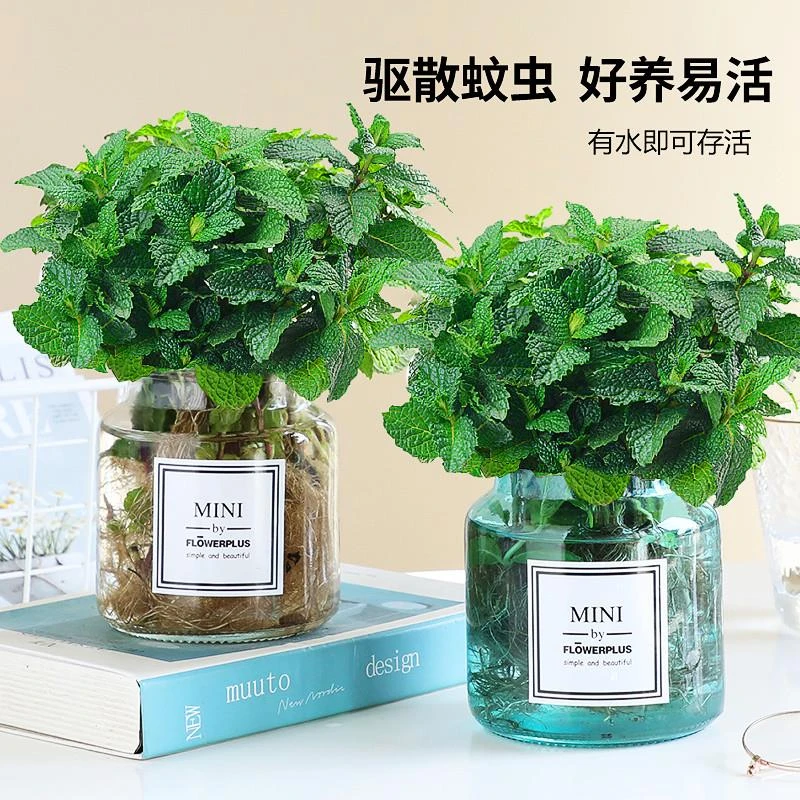 驱蚊水培植物薄荷盆栽可食用好养柠檬猫薄荷叶花卉室内绿植迷迭香
