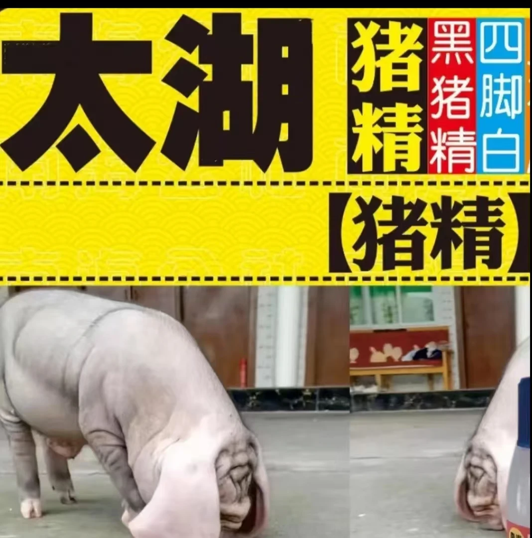 太湖种公猪精液一件包邮包对版生态养殖批发输精管猪用耗材