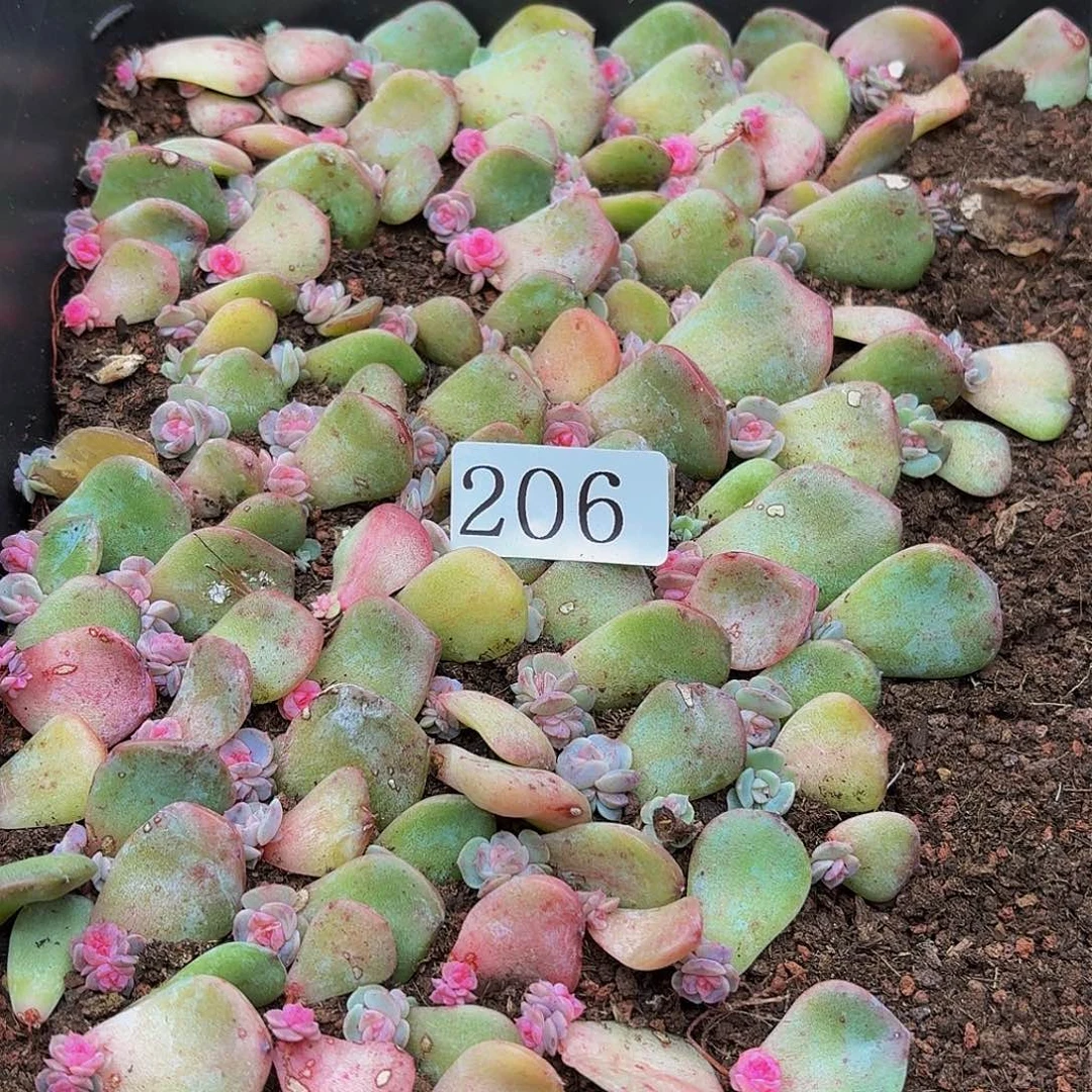 懒****)多肉植物多肉植物206