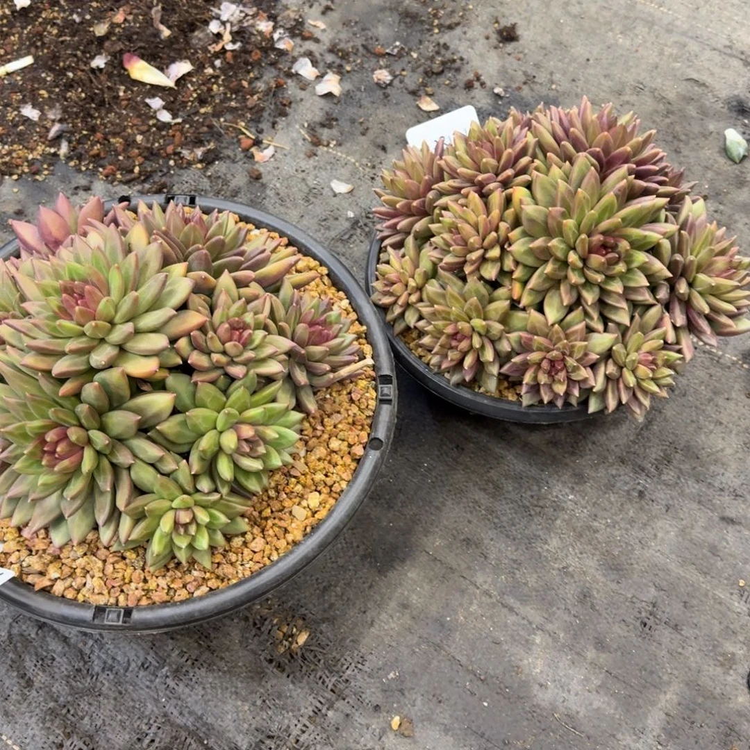 栋***栋一物一拍母本泡泡俩颗差价