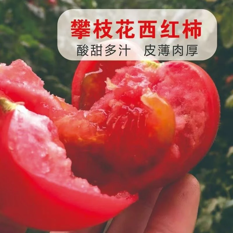 S【助农补贴】攀枝花沙瓤西红柿番茄酸甜多汁现摘现发净重5斤大果