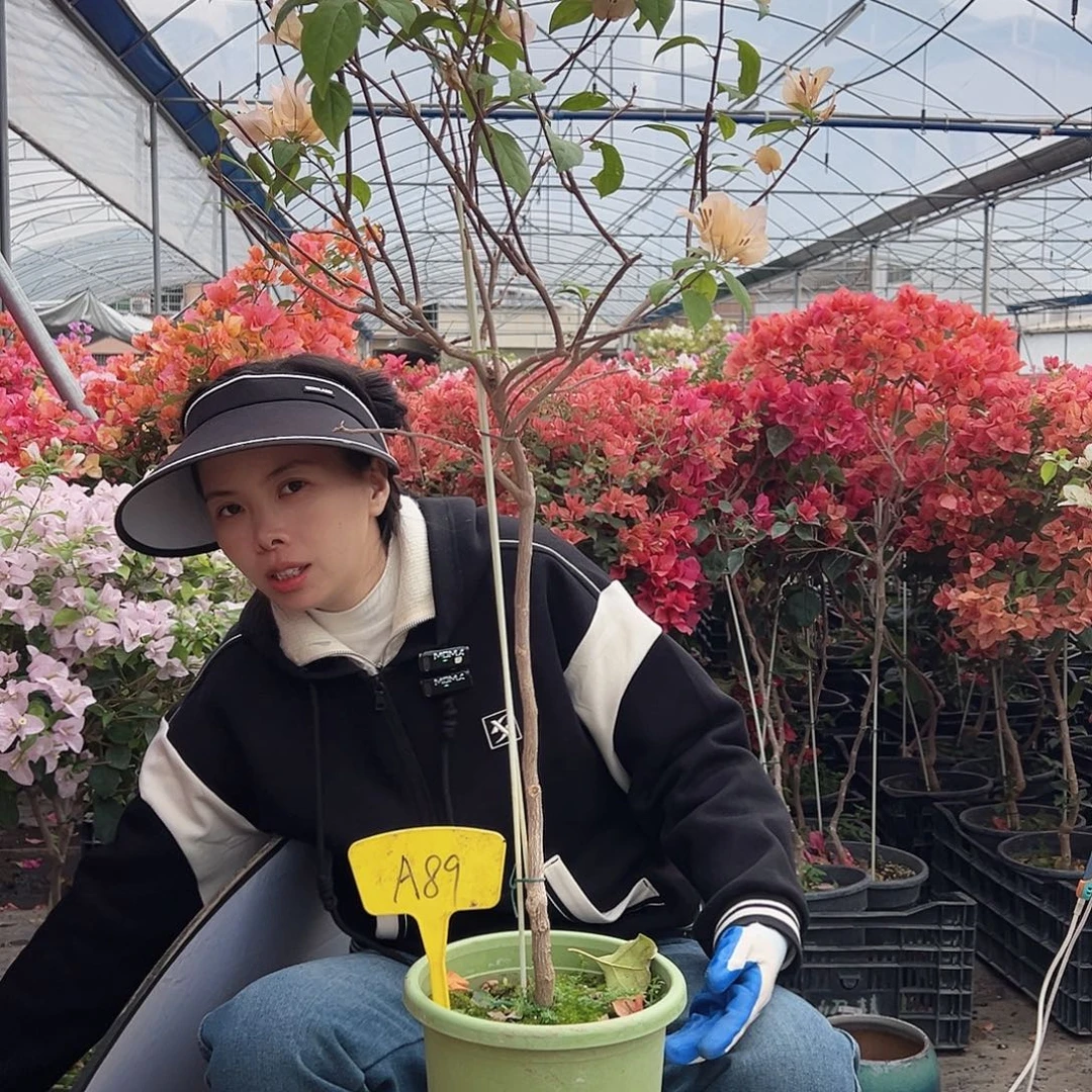 心***橙大部分花苞少量开放A89苏瓦娜