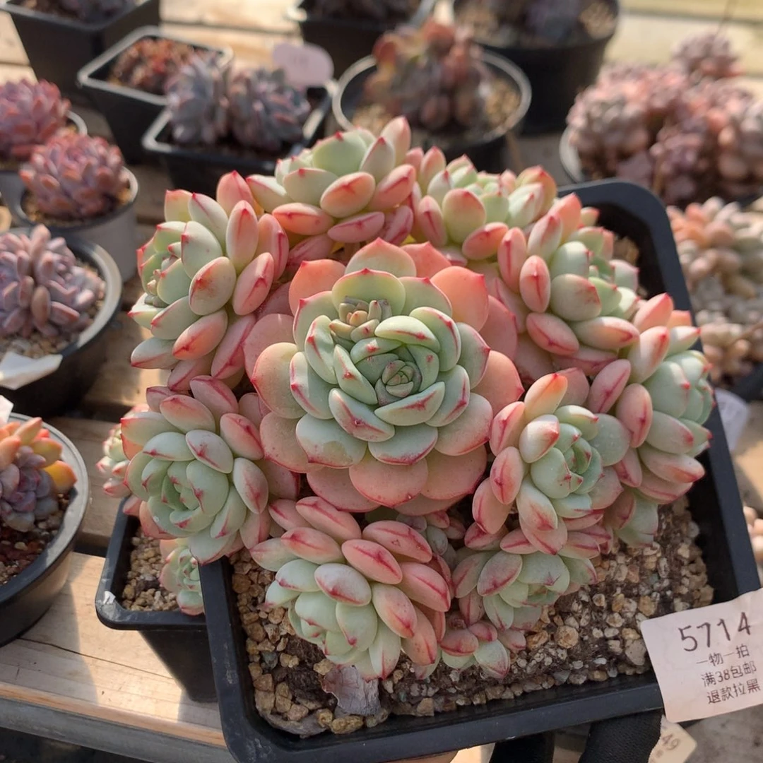 16厘米13头香草 捧花 无砍 5714