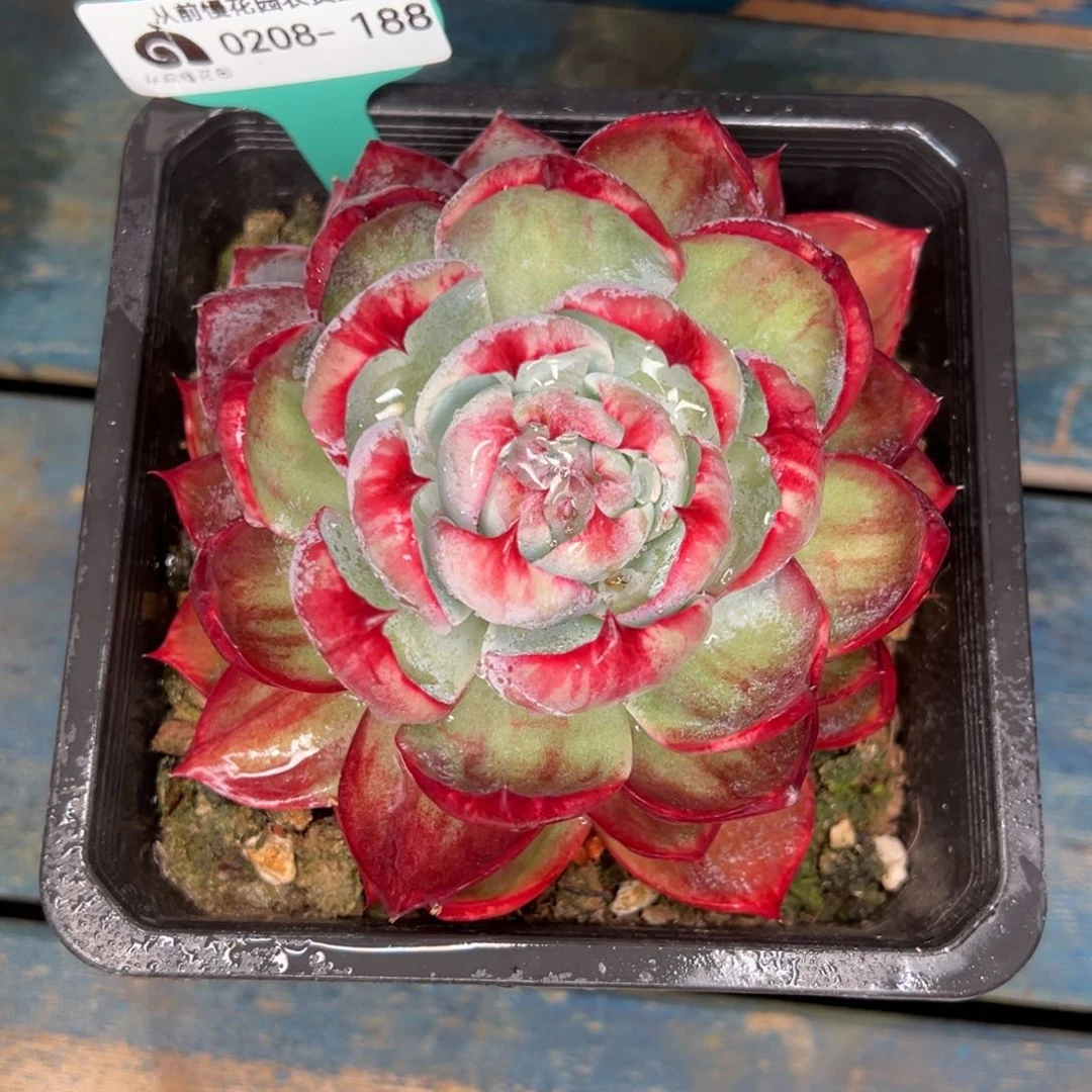 从前慢多肉精选编号0208.188
