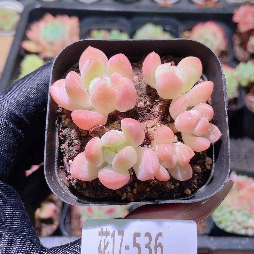 花利美17-536奶糖