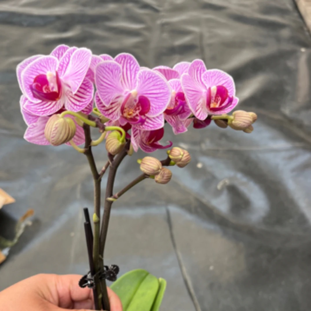 鲜花《春丽》蝴蝶兰云南源头基地直发