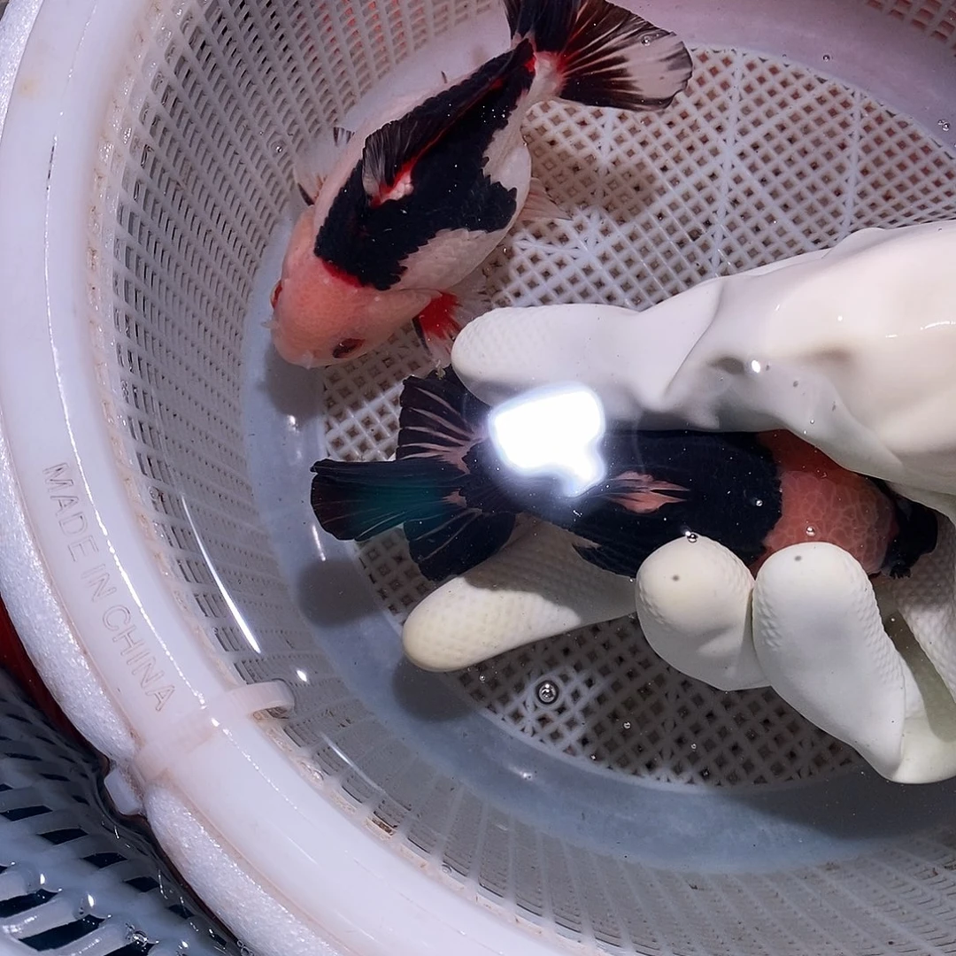 见***鬼海水鱼三位玛丽玛丽玛丽