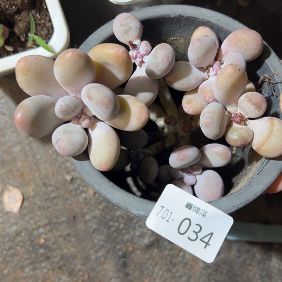 桃蛋 7.01-034 清微掉叶不售后