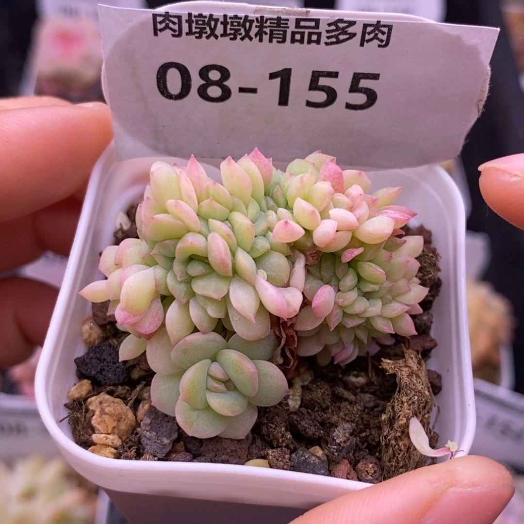 【闪购商品】青****?08-155