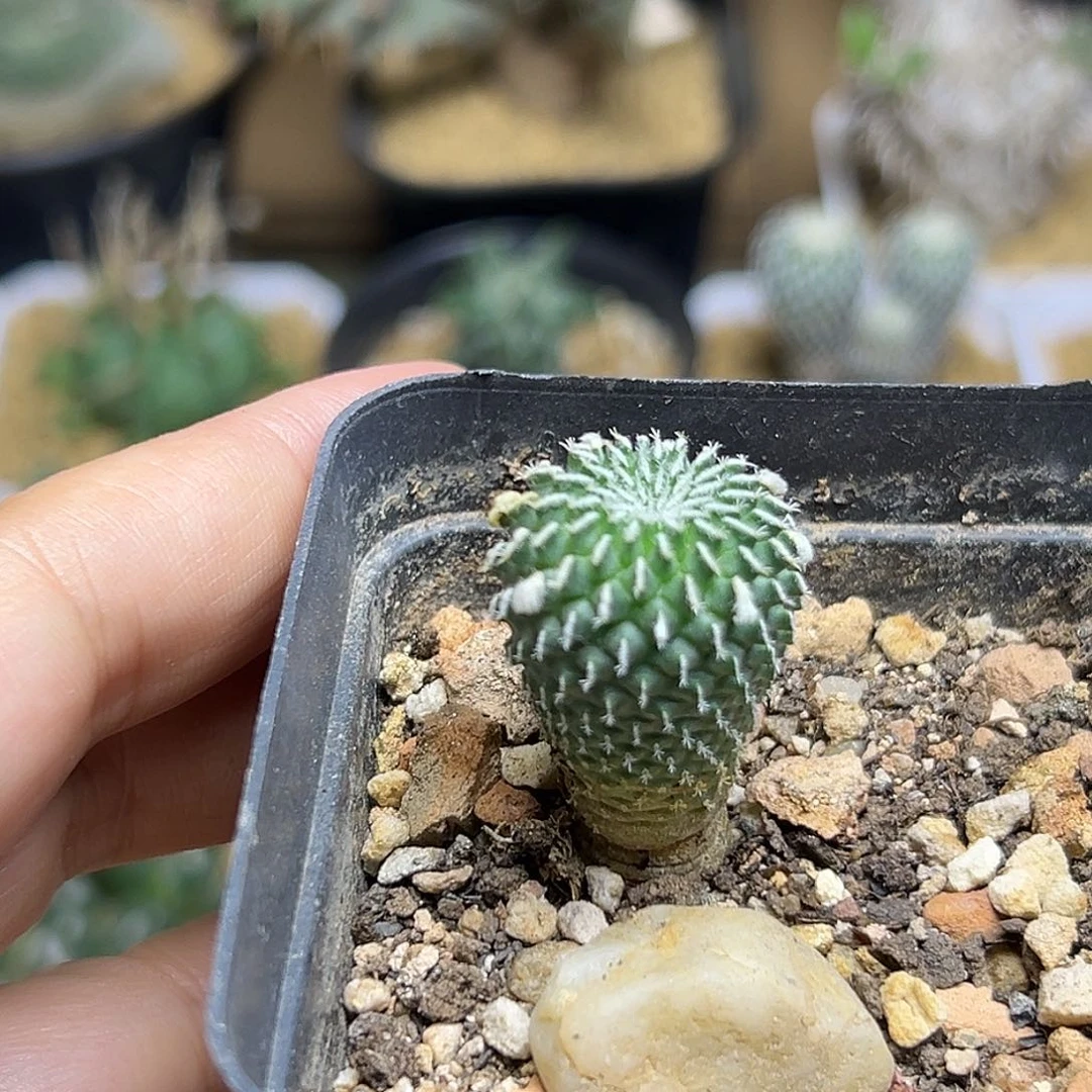 无花朵刺缀精巧殿实生球一颗