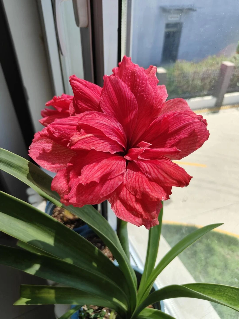 【粉色交响曲】大花重瓣朱顶红自然球包对版