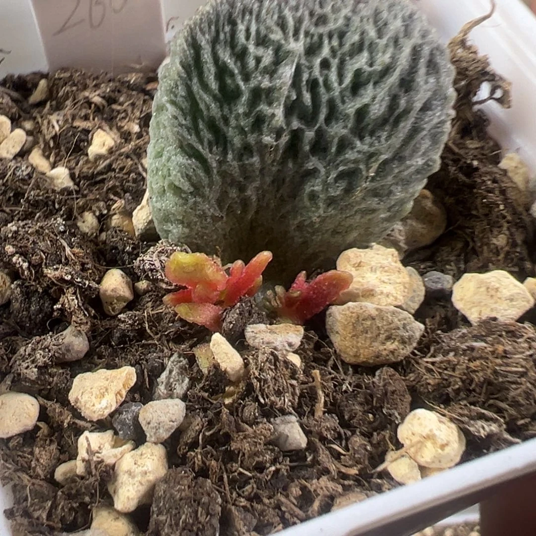 网纹实生新品多肉植物68