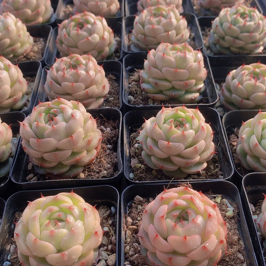 珍妮麦秆2456789900000