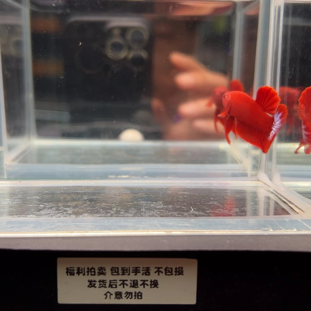 斗鱼一单包邮20日4