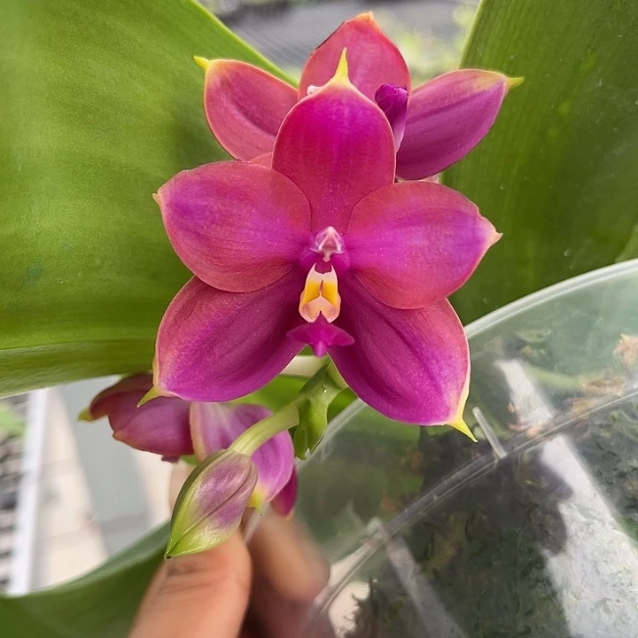 完全开放4.5寸杯林登熊后交贝