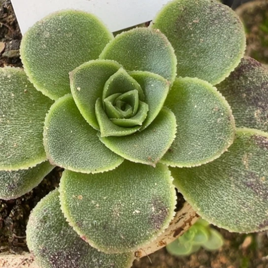 三碗020 花园非卖x花园帕姬x各种