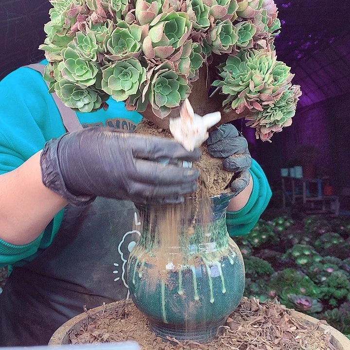 柒柒精品多肉脱土发货不包断侧枝641