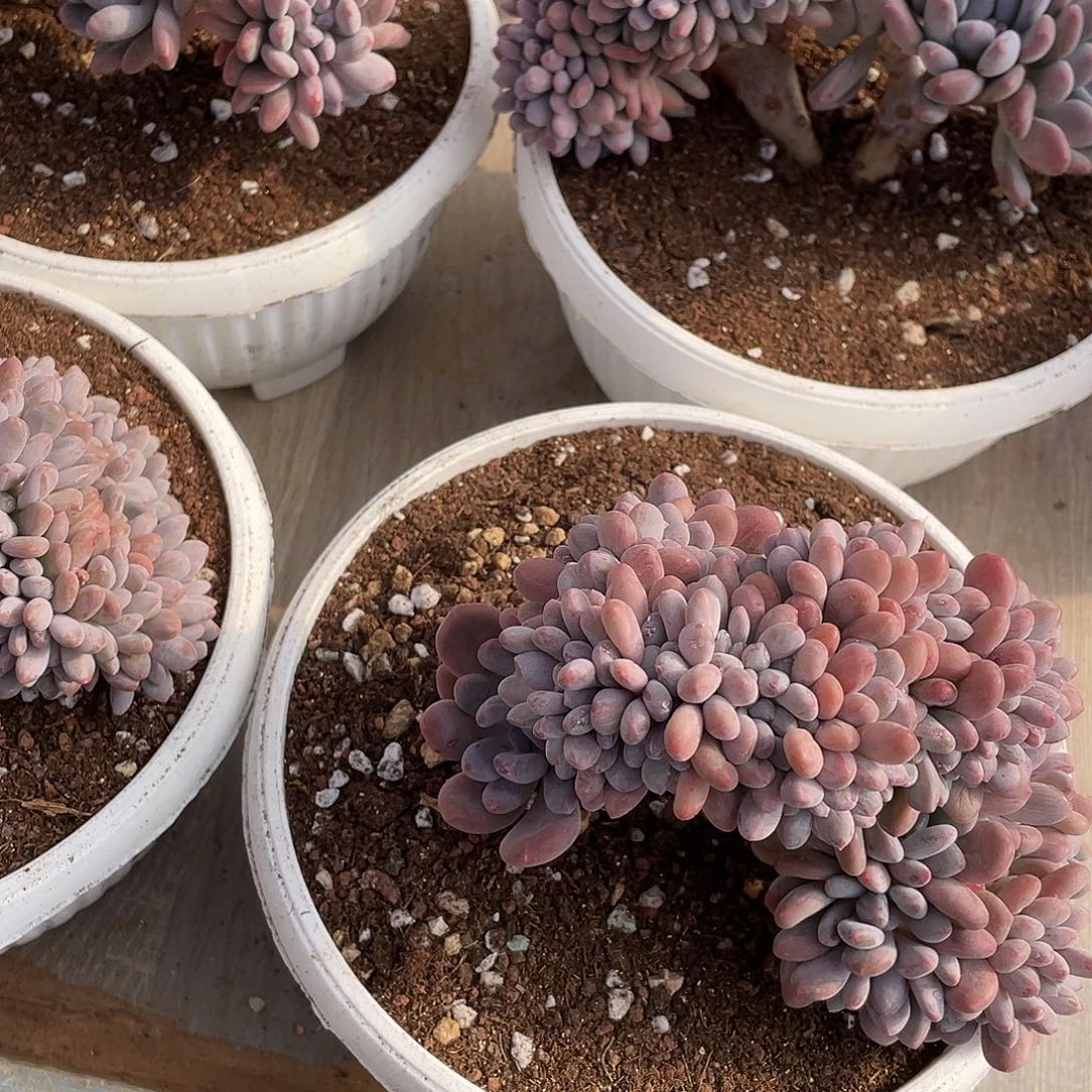 有***西多肉植物福力链接