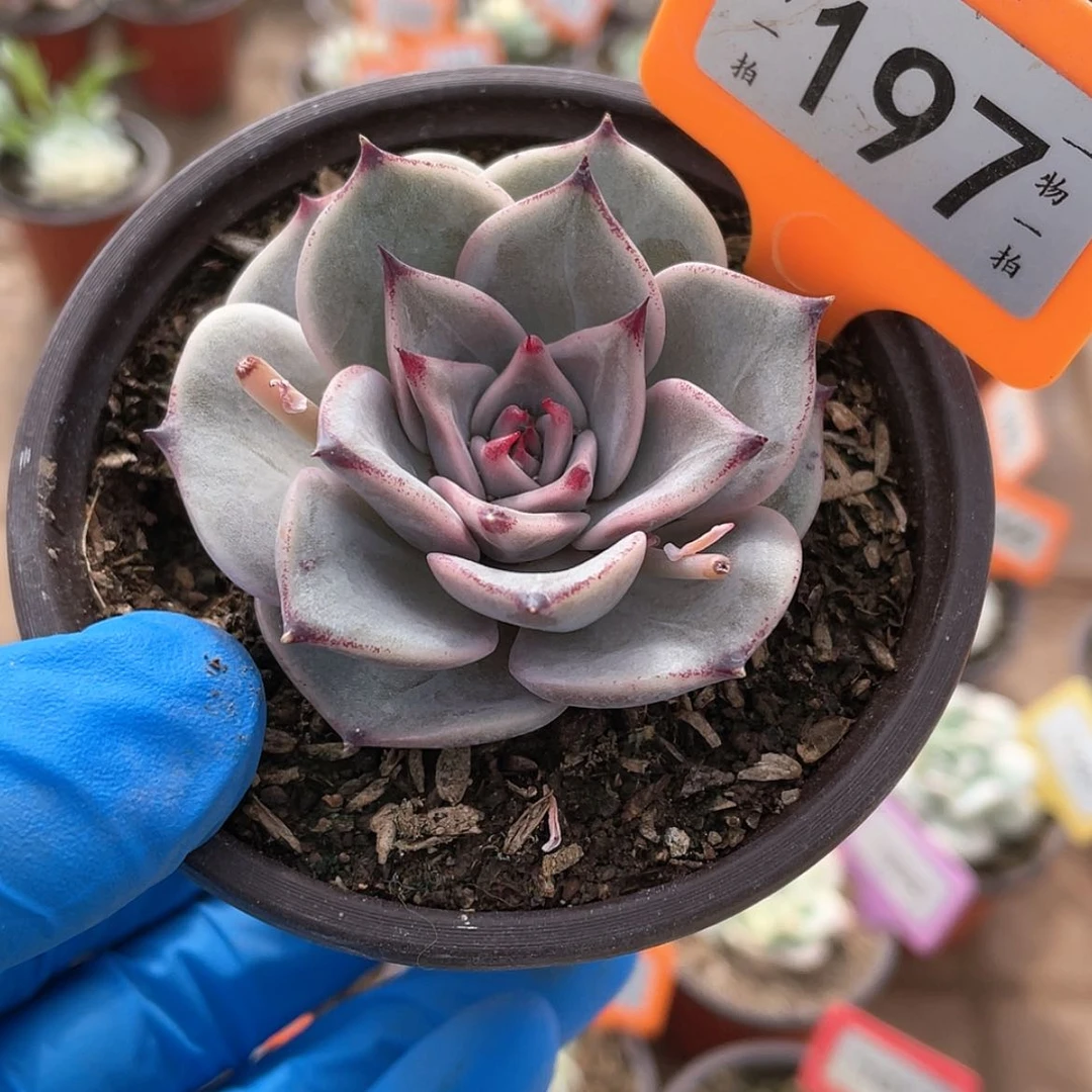 【闪购商品】197号卡杂