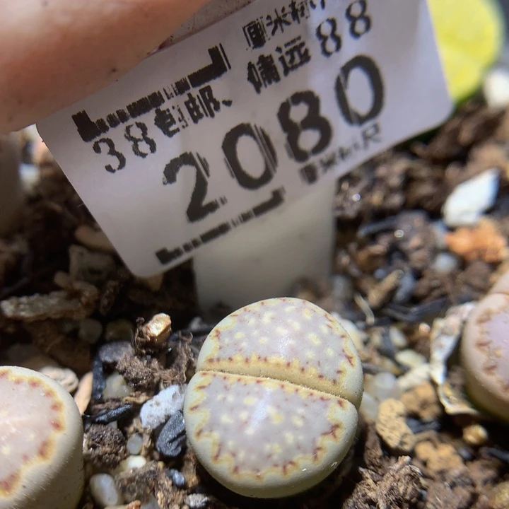 Ssss精品生石花2080