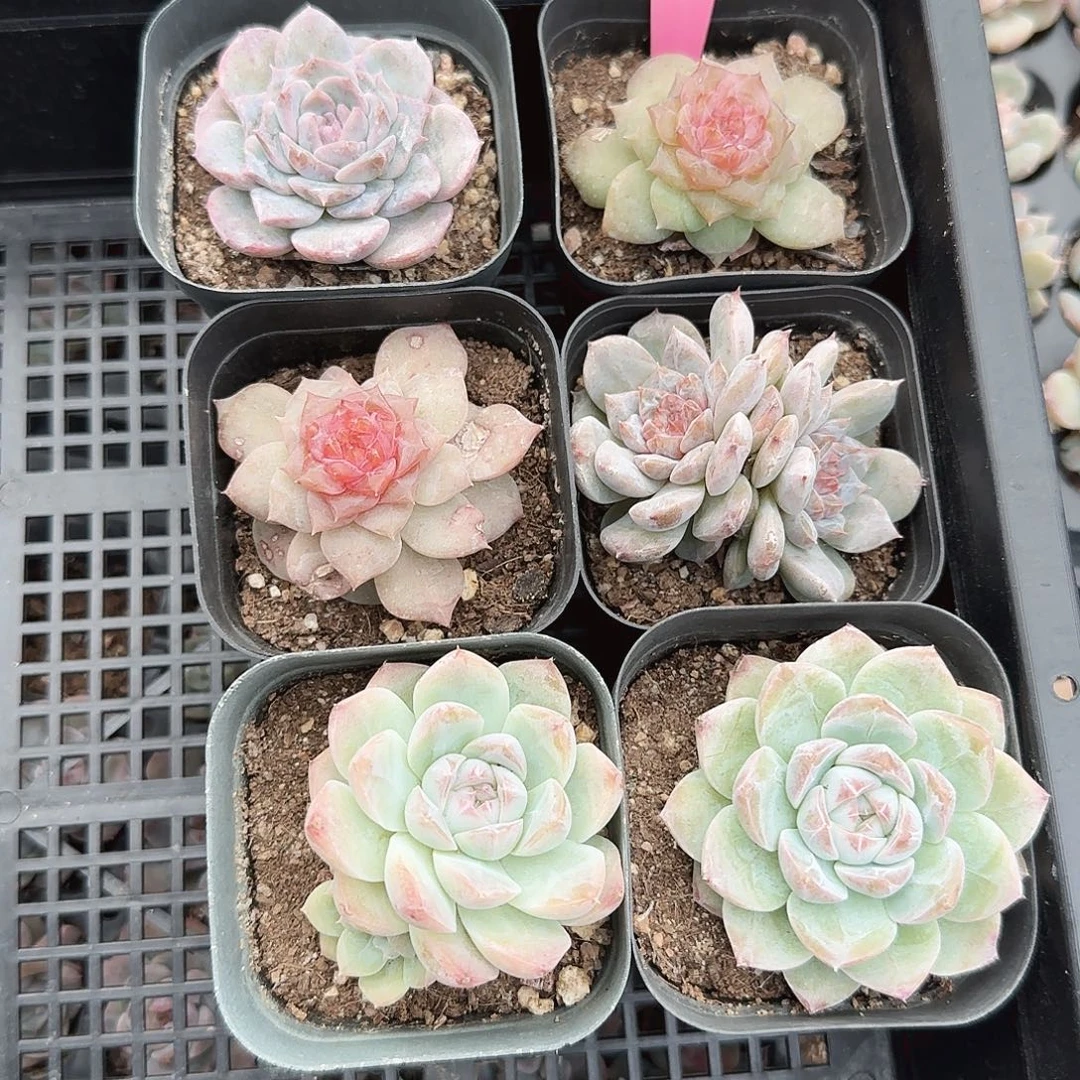 6568，清棚6颗一组