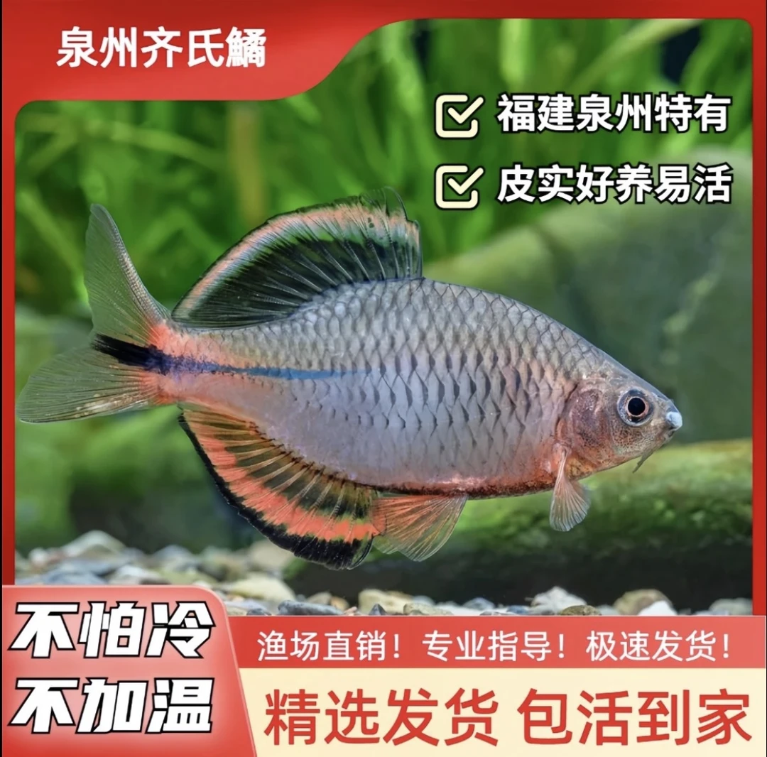 泉州齐市鱊 冷水鱼观赏鱼不需要加温