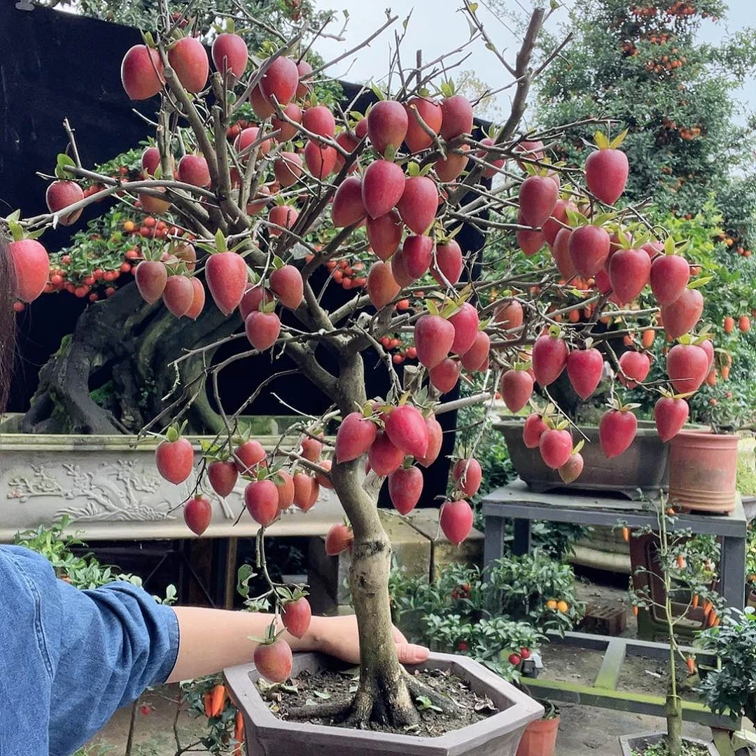 老呀喜欢的来来来来