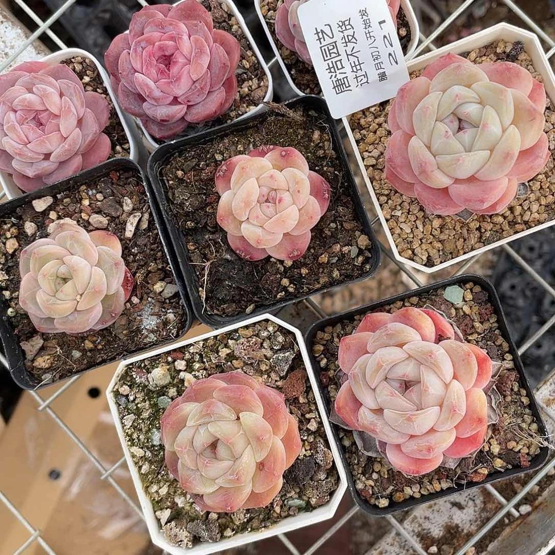 ?*华糖心混一物一拍221