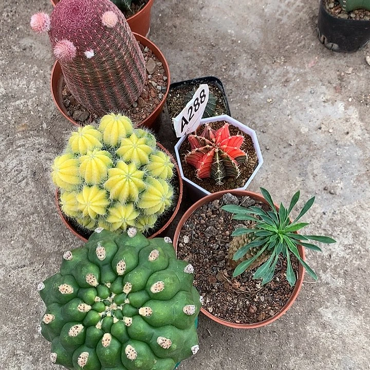 星****哦333333333333333333