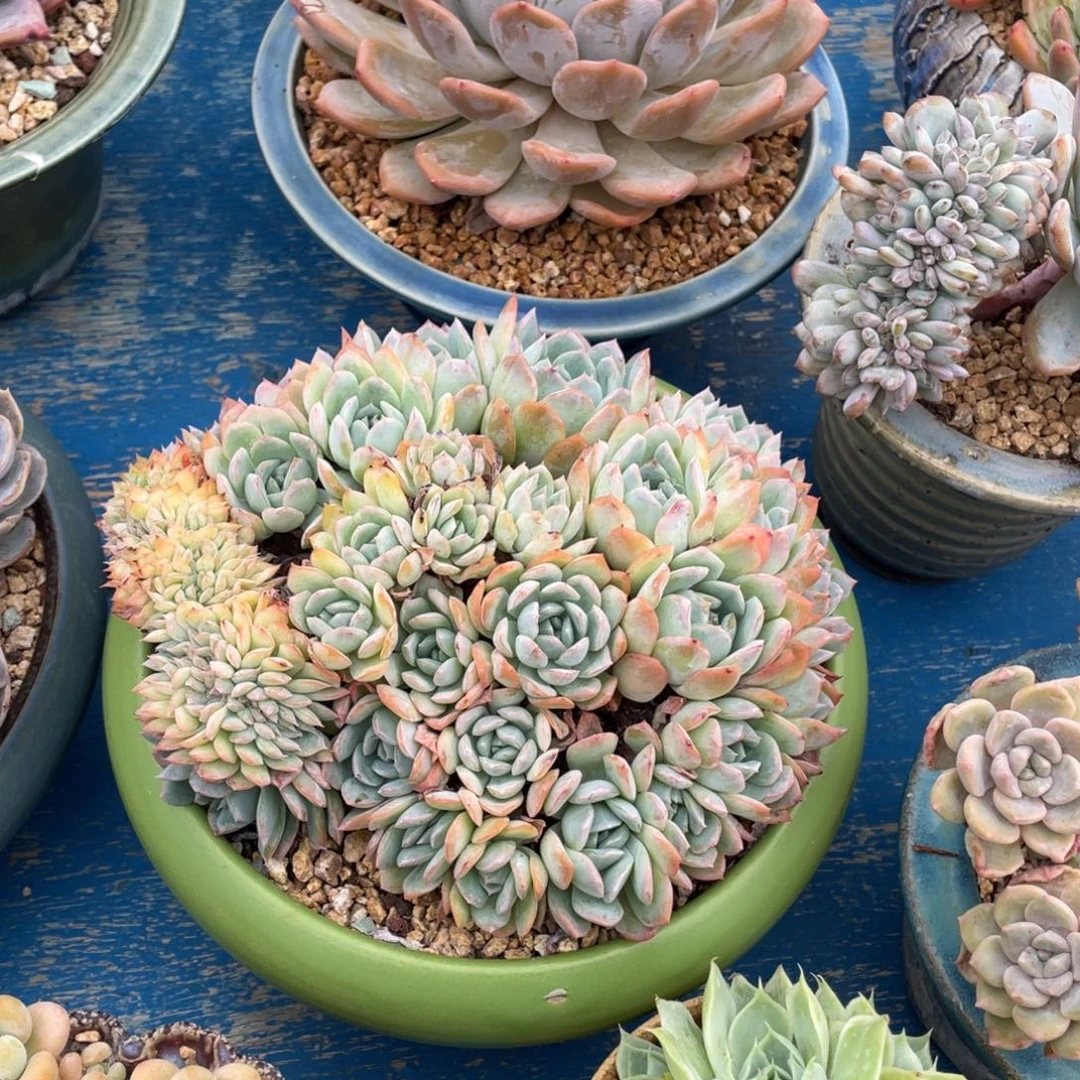 豆总多肉莎莎女王朵