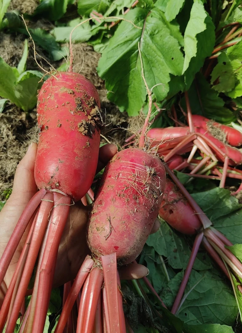 【刘小慧助农代收】农村红萝卜