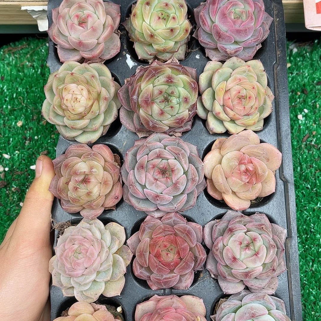 多肉植物一物一拍3-25