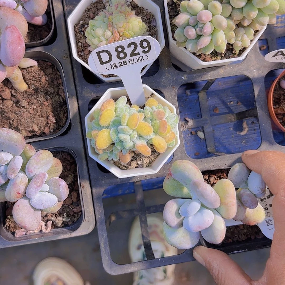 C**冻D829雪晃心一物一拍