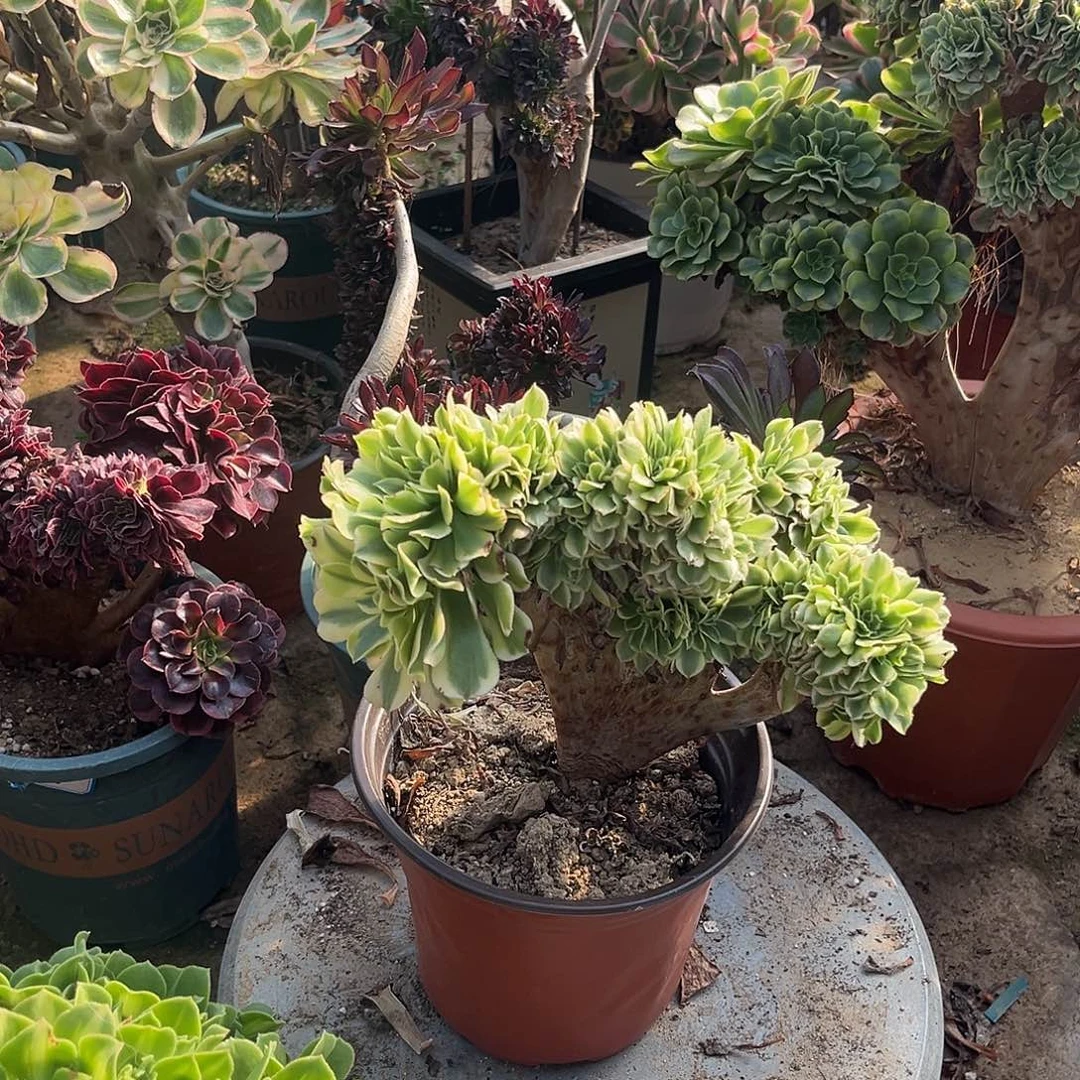 1绿豆沙缀化法师多肉植物