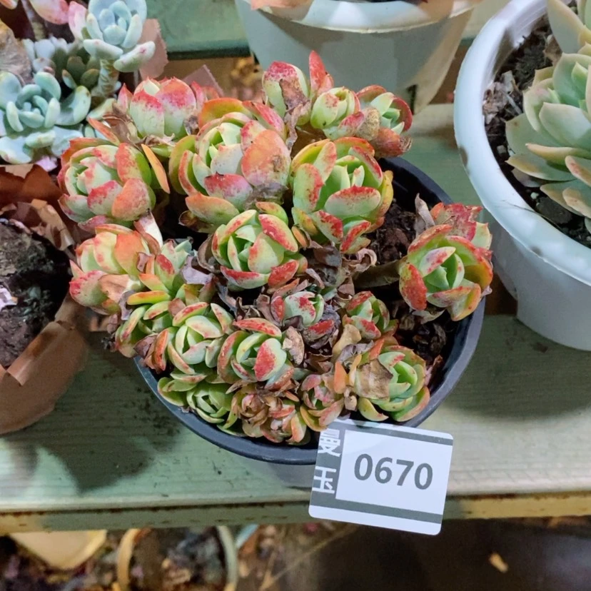 【闪购商品】存*姐克里斯汀0670