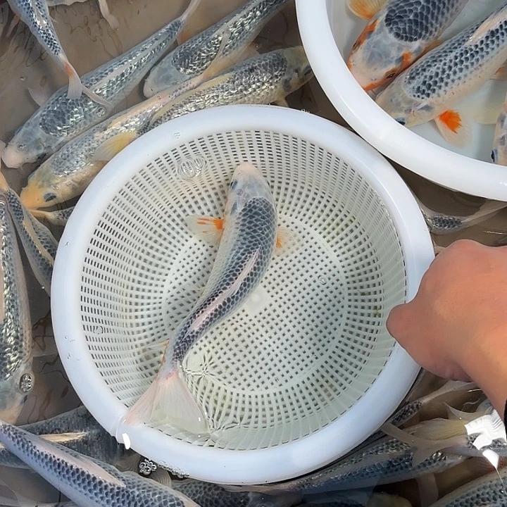 A***K锦鲤锦鲤的故事是