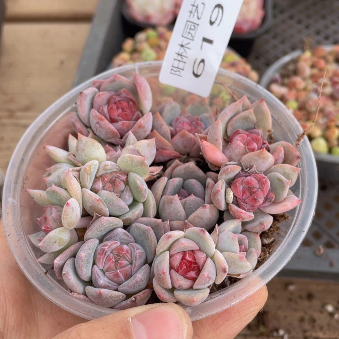 多肉植物多肉植物619