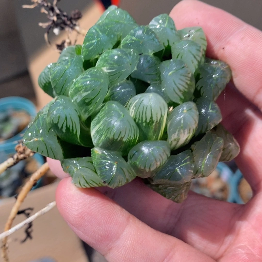 1163 一颗玉露锦 点赞福利