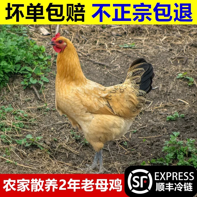 散养老母鸡 顺丰冷链包邮