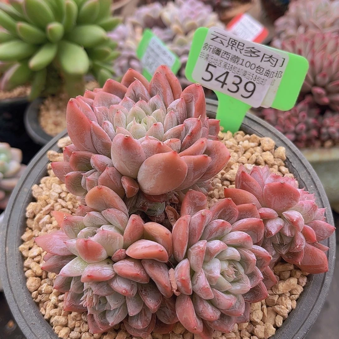 5439艾莎公主多肉植物