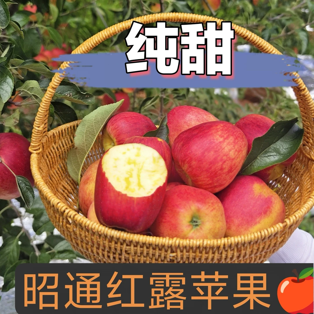 云南昭通2025头茬红露丑苹果现摘现发坏果包赔自家果园纯甜无酸