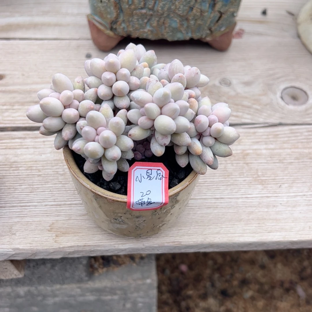 多肉植物多肉植物