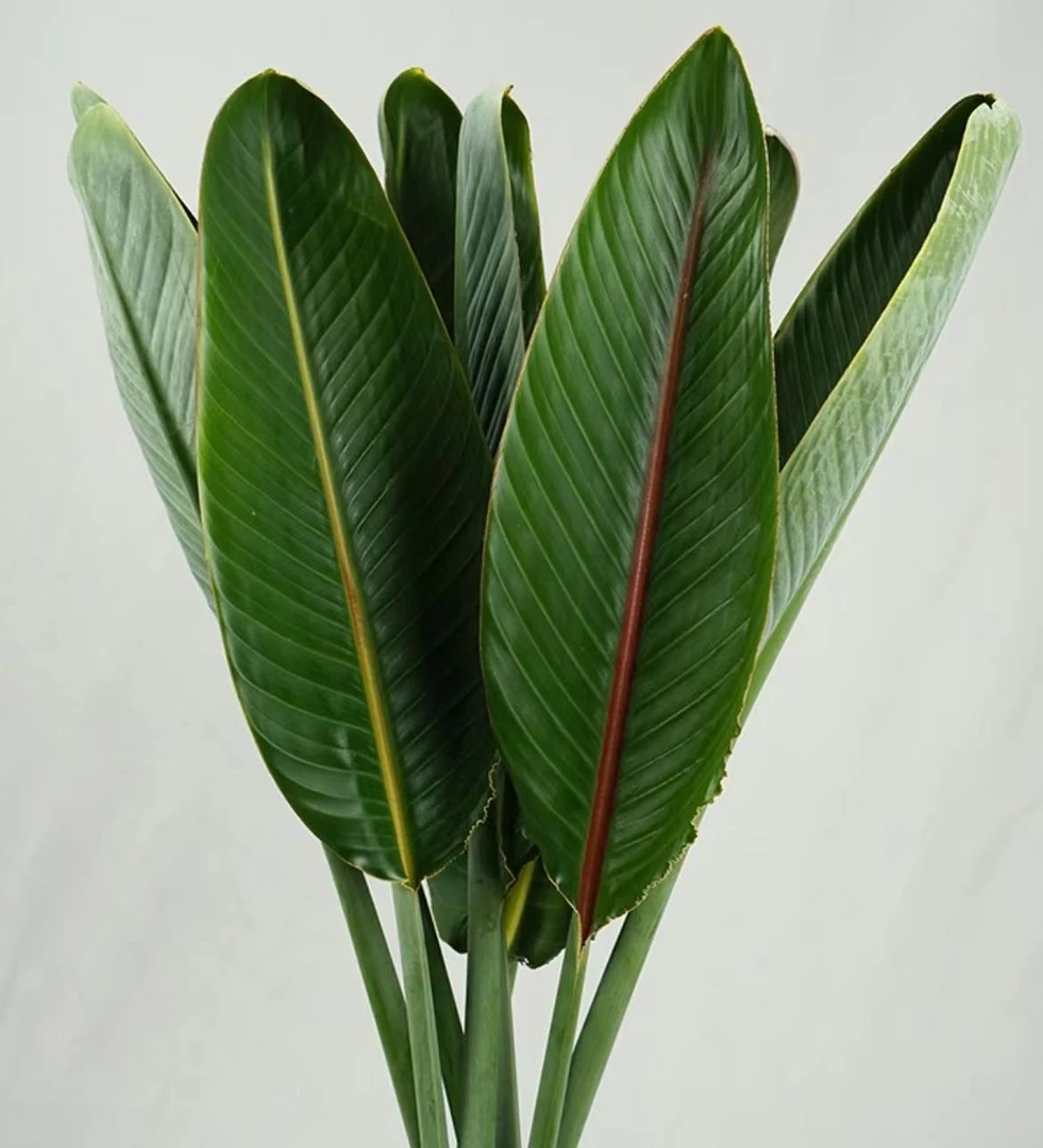 【大鸟叶】精选鲜切大鸟叶  云南基地直发