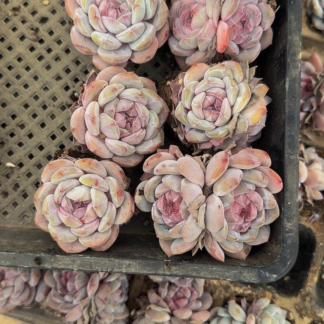 爀***?一物一拍不退不换