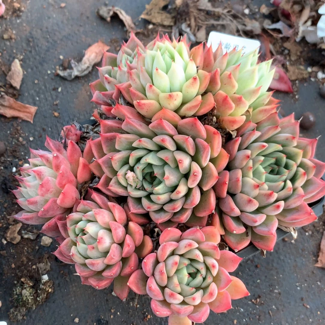 7028不包整散掉头特价处理