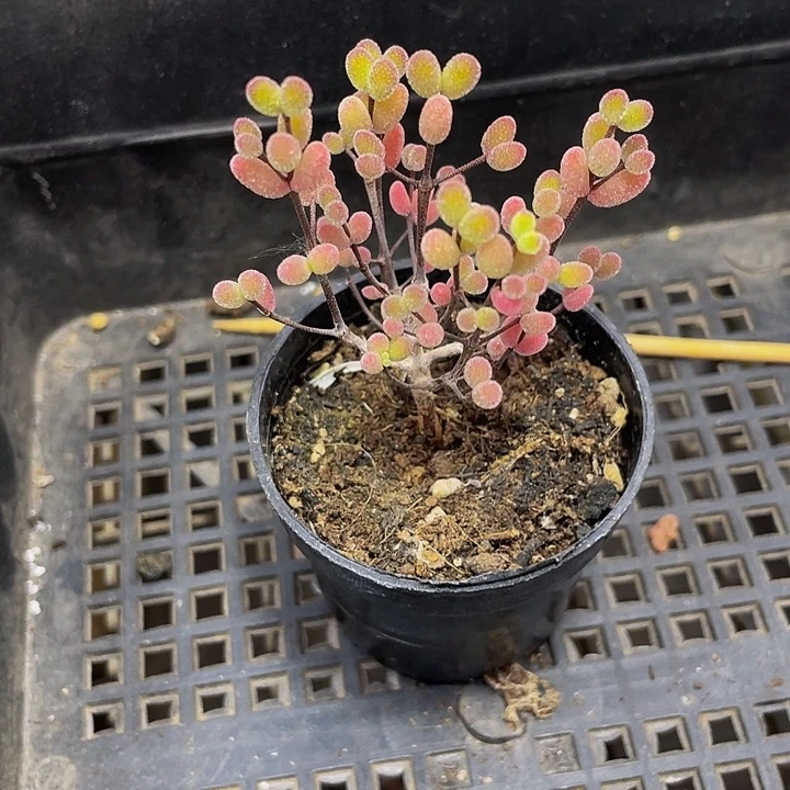 紫彩糖球4.8带盆土