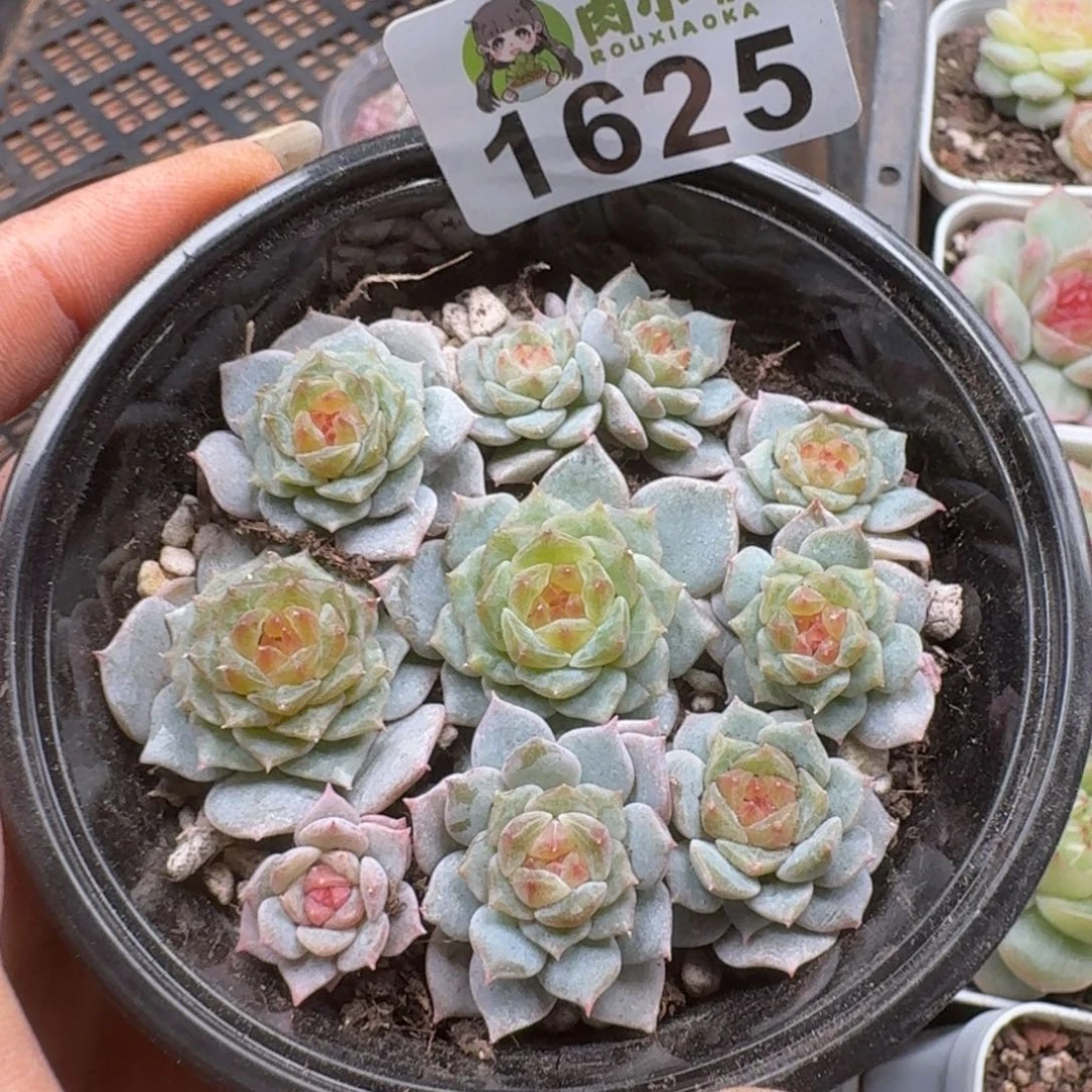 多肉植物多肉植物