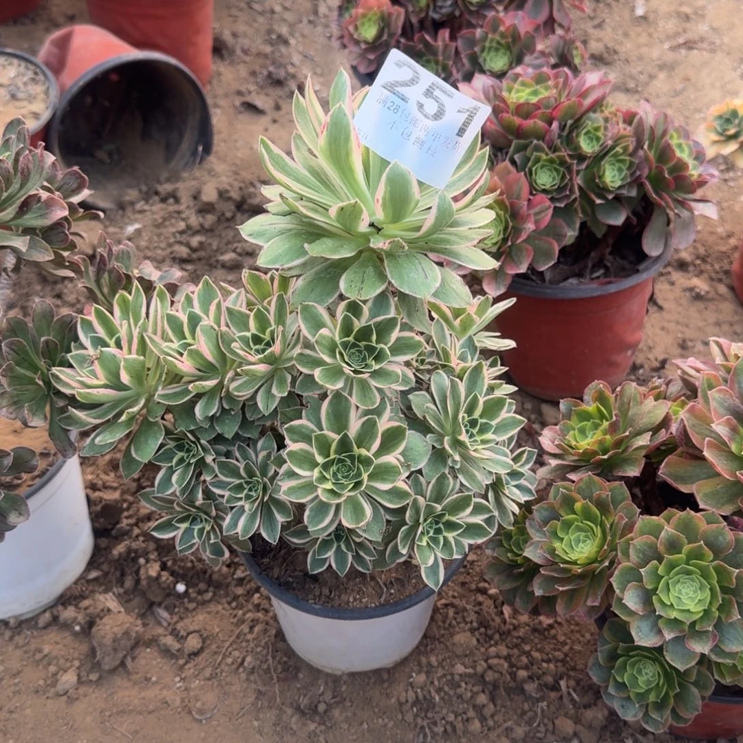 老***玩251号绿玫瑰锦清棚不包损